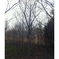 供應(yīng)楓香，復(fù)葉槭，國(guó)槐，各規(guī)格全
