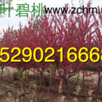 河南2公分碧桃價(jià)格，3公分碧桃批發(fā)