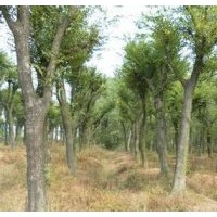 江蘇南京樸樹價(jià)格多干叢生樸樹產(chǎn)地