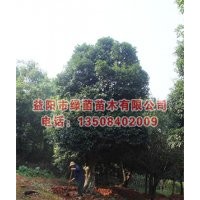 供應(yīng)桂花樹，湖南桂花，50公分桂花(圖)