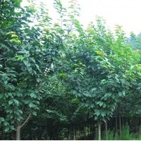 四川高桿櫻花批發(fā)