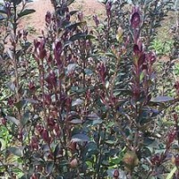 供應紅葉女貞，紅葉女貞苗，紅葉女貞小苗，別名：紫葉女貞