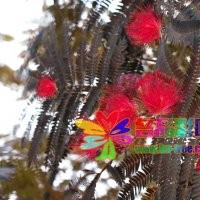 名品花木紫葉合歡低價銷售