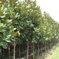 廣玉蘭價格|5公分廣玉蘭價格|10公分廣玉蘭價格