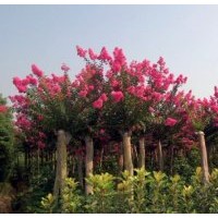 紅花紫薇價格|5公分紅花紫薇價格