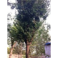 四川國槐價格 四川皂角價格