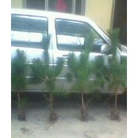 供應東北占地2米黑松苗