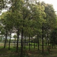 無患子樹產(chǎn)地.12公分無患子樹價格;3公分無患子