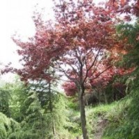 供應(yīng)全冠15-18-20-25公分烏桕價格