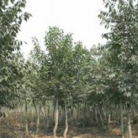 現(xiàn)在15公分杜仲價格提供杜仲樹產(chǎn)地.提供杜仲樹報價