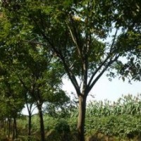 大量供應(yīng)胸徑8公分欒樹精品欒樹銷售