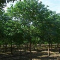 供應10-20公分精品烏桕南京烏桕產地直銷