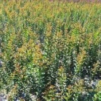 南京紫薇價(jià)格，2公分3公分紫薇價(jià)格 紫薇