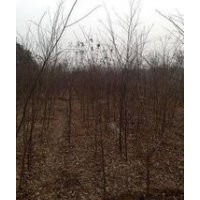 今年樸樹價格供應(yīng) 10公分15公分樸樹價格