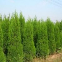 蜀檜1.5~2.5米，2米26元，歡迎前來購買，電話13507665695