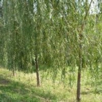 垂柳小苗價(jià)格南京垂柳銷售基地