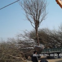 15公分國槐價格