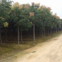 直銷胸徑10公分12公分欒樹價格 南京欒樹基地