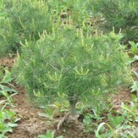 70公分白皮松價格