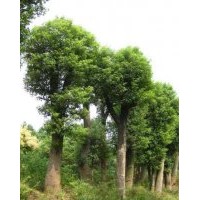 30公分香樟樹(shù)-益陽(yáng)有亮園林