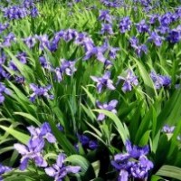 北京鳶尾種植商|天津鳶尾批發(fā)價格