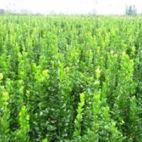 天津北海道黃楊|北海道黃楊批發(fā)價格