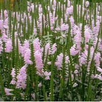 天津假龍頭合作社|假龍頭價格