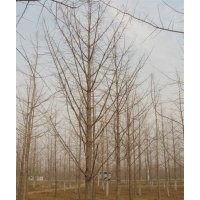 山東郯城地區(qū)長期銷售各種規(guī)格銀杏樹