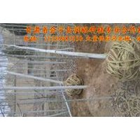 大量銷售河北楊2-8公分 新疆楊 香花槐 油松