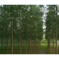 山西柳樹 供應柳樹 柳樹基地