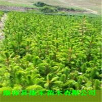 供應(yīng)杯栽云杉樹苗 25-40公分