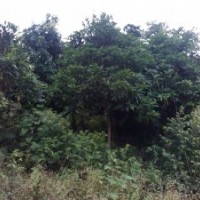 40多種綠化樹(shù)求打包