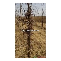供皂角苗，皂角樹(shù)