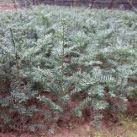 出售東北紅豆杉