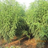 綠化用苗首選掃帚桃