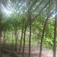 江蘇8公分l黃山欒樹價格，欒樹產(chǎn)地報價