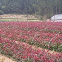 大量供應(yīng)小苗：金葉女貞小苗 、紅葉女貞小苗