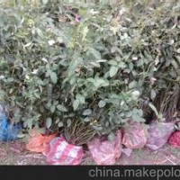 大量供應(yīng)小苗:紅帽月季小苗 、豐花月季小苗