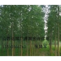 5公分速生楊大量低價(jià)優(yōu)惠供應(yīng)