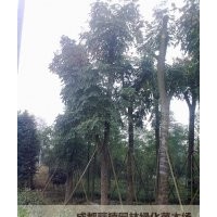 成都欒樹(shù)基地價(jià)格