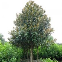 成都廣玉蘭苗圃基地價(jià)格