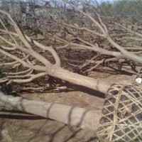 哪里有國槐樹那里的國槐樹多價格還便宜