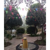 供應(yīng)四川桂花 四川桂花小苗 四川桂花基地 四川成都桂花 價(jià)格便宜