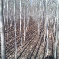 楊樹供應(yīng)河北楊,毛白楊