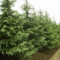 江蘇7米雪松一級苗價格 南京雪松小苗價格