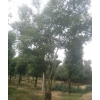 大量供應(yīng)各種規(guī)格無患子,欒樹,樸樹