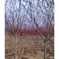 垂柳，西府海棠，紅葉李，紅葉碧桃