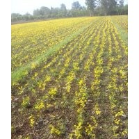 沒滿月的金葉榆