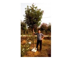 紅葉石楠獨(dú)桿3-5公分