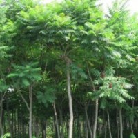 火炬樹（2公分-15公分）